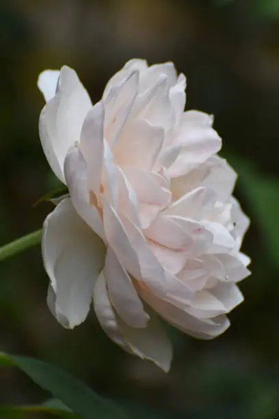 Pretty Close Up of a White Rose
