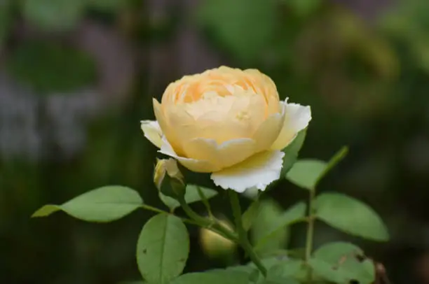Gorgeous Blooming Yellow Rose In the Spring