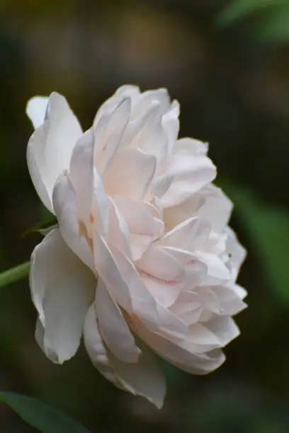 Beautiful Close Up of a White Rose
