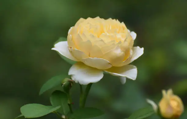 Great Close Up of a Yellow Rose in a Garden