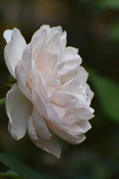 Stunning Close Up of a White Rose