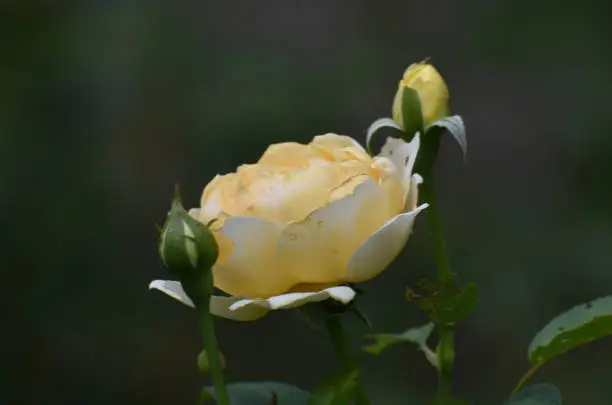 Lovely Image of a Yellow Rose In Full Bloom
