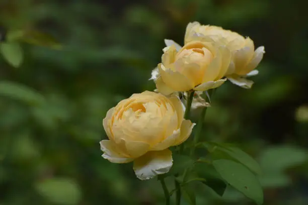 Pretty Shot of Yellow Roses in a Garden