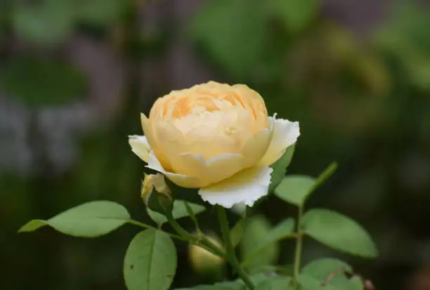 Beautiful Close Up of a Yellow Rose