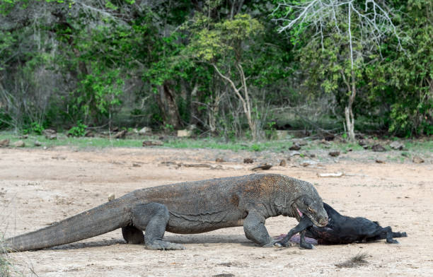 istock The Komodo dragon attacks the prey. 1137051645