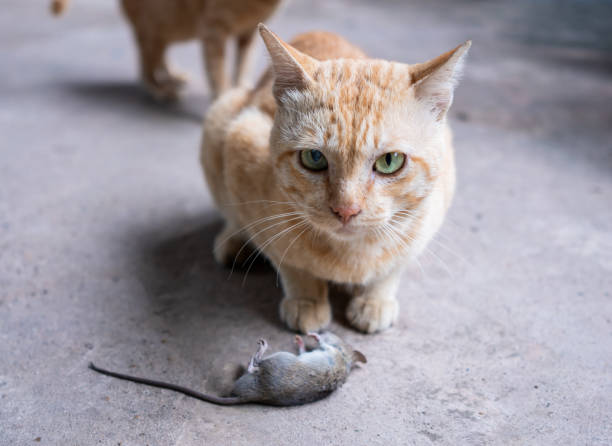 gato con ratón. - fun mouse animal looking fotografías e imágenes de stock