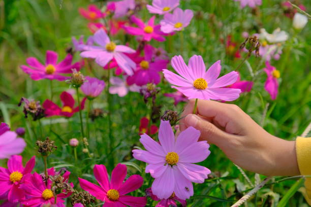 istock blooming of Cosmos flowers 1137052921
