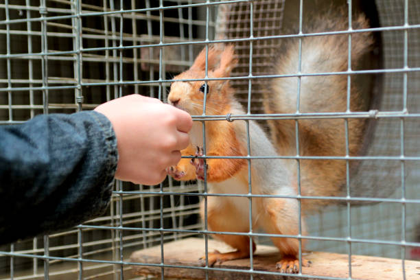 The child feeds feed the animal, which is in a cage in the petting zoo.