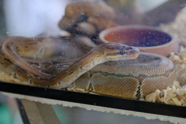boa im glasschrank - snake wildlife tropical rainforest reptile stock-fotos und bilder