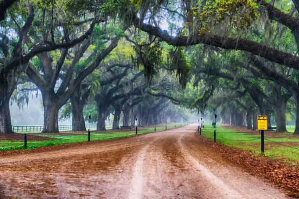 istock Plantation oak trees alley during a rainfall 1137053961