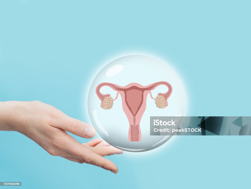 female hand holding a virtual uterus and ovaries model. Female reproductive system Uterus Stock Photo