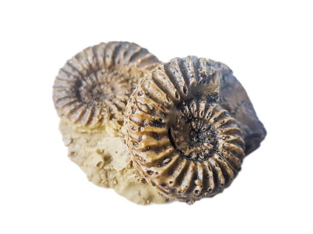 istock Pleuroceras Jurassic ammonite 1137054114