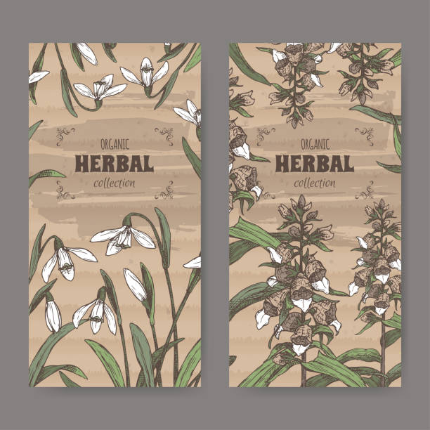 istock Two labels with Digitalis lanata aka woolly foxglove and Galanthus nivalis aka snowdrop color sketch. 1137054545
