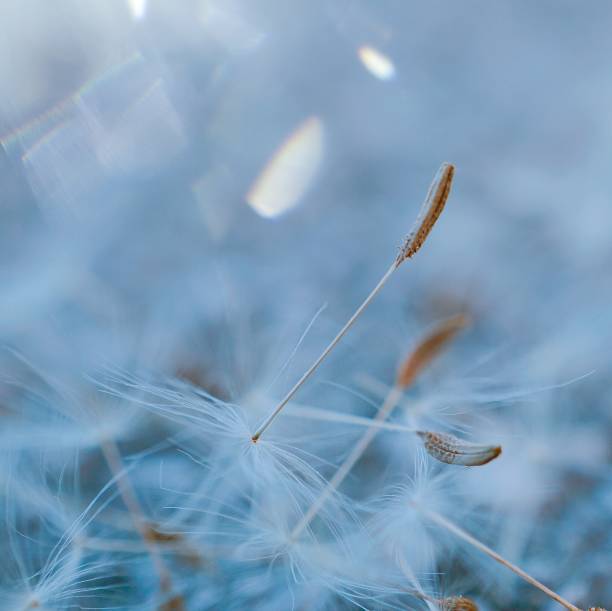 istock dandelion flower plant 1137055440