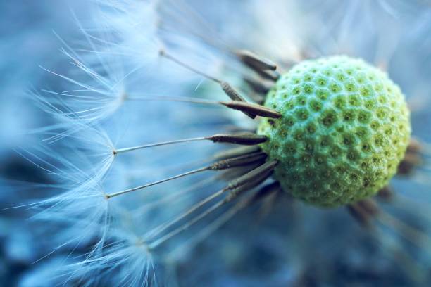istock dandelion flower plant 1137055447