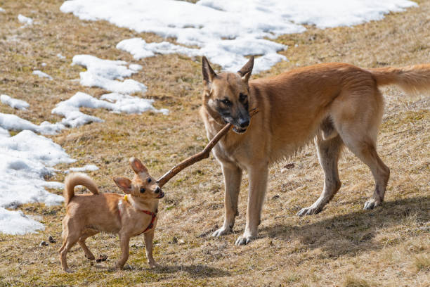 Two dogs, rat terrier and malinois belgian sheepdog, playing with wooden stick in dry grass meadow. Pets, animal friend, play and dog obedience training concepts.