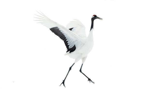 Dancing Crane. The ritual marriage dance. Isolated on white.