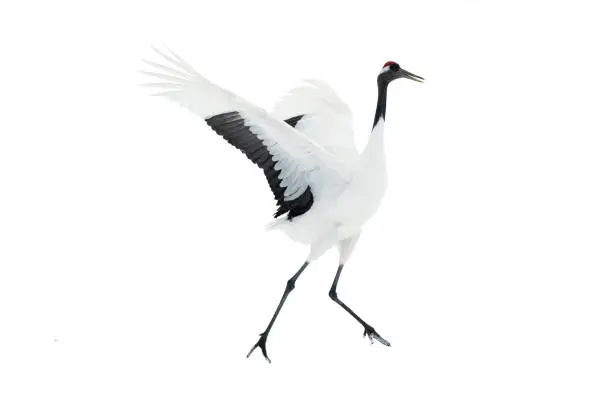 Photo of Dancing Crane. The ritual marriage dance. Isolated on white.