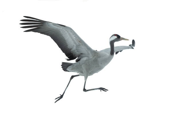 Eurasian crane. Isolated on white background.  Scientific name: Grus grus, Grus communis.  Eurasian or common crane.