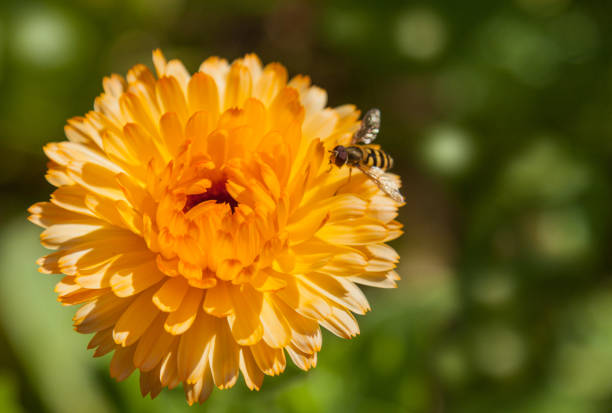 Yellow calendula flower with a bee close up at the green background