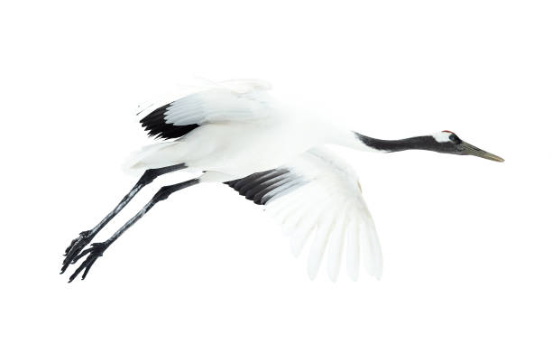 istock Flight of crane. Isolated on white. 1137055636