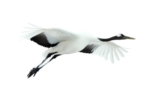 istock Flight of crane. Isolated on white. 1137055641