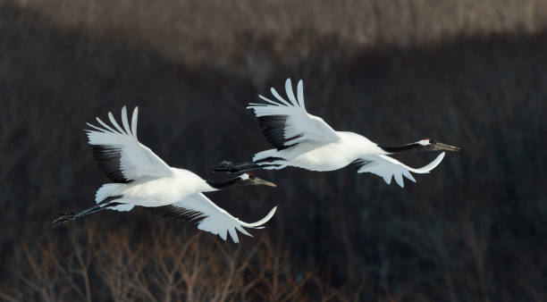 istock The red-crowned cranes in flight. 1137055792
