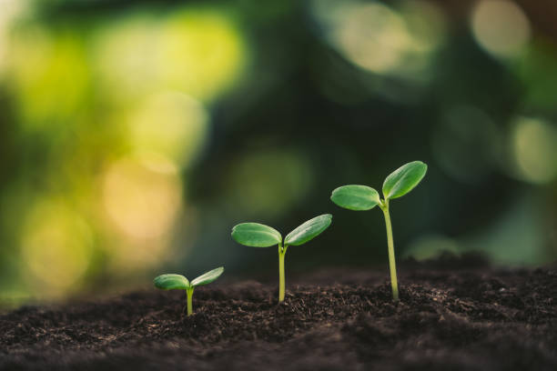 istock Growth Trees concept in the nature morning light and background Beautiful green 1137057580