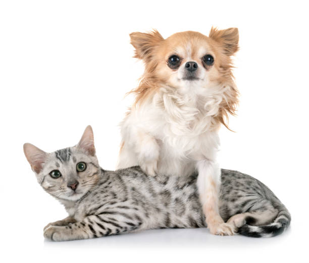 istock bengal cat  and chihuahua 1137057869