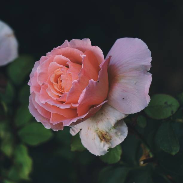 istock pink flower plant petals 1137058565