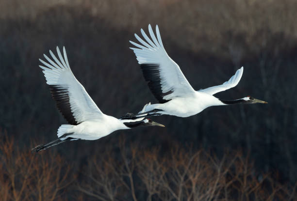istock The red-crowned cranes in flight. 1137059012