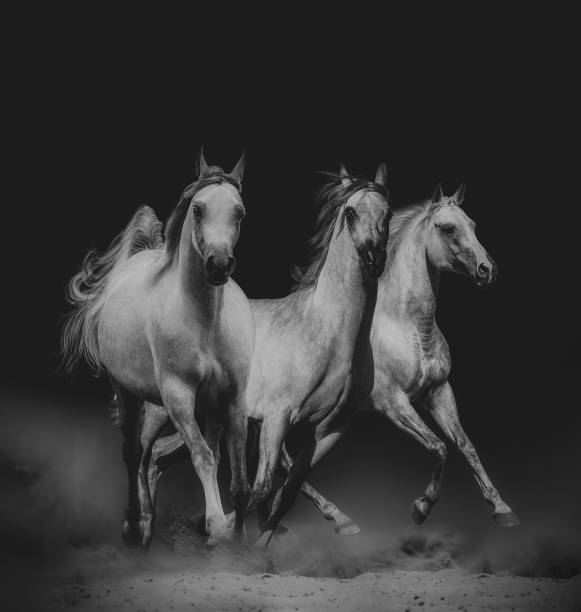 istock Beautiful arabian horses 1137059168