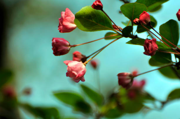 Chinese flowering crabapple in sunrise