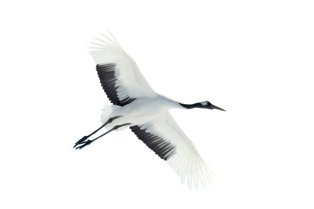 istock Flight of crane. Isolated on white. 1137060030