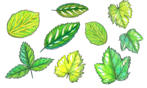 набор акварелоцветных фруктовых листьев. - strawberry vine pattern plant stock illustrations