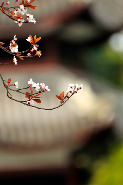 istock Plum flowers blooming in Spring 1137060203