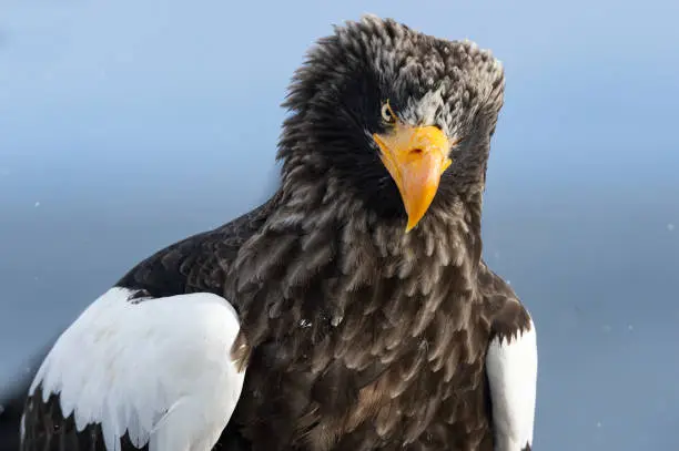 Close up portrait of Adult Steller's sea eagle.  Scientific name: Haliaeetus pelagicus .