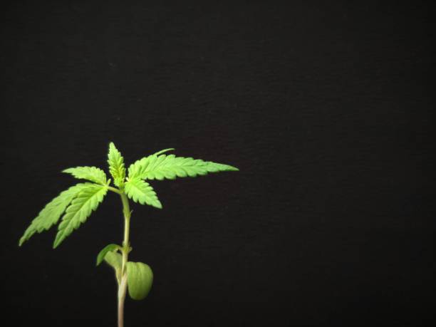 istock Background or concept, green young marijuana sprout on a black background 1137060721