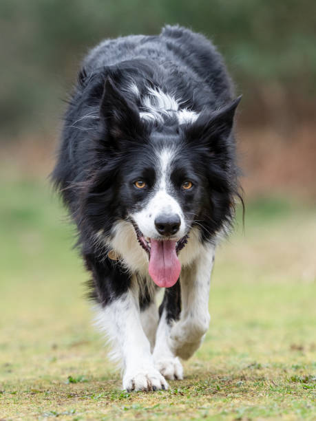 istock border collie portraits looking straight at camera 1137061426