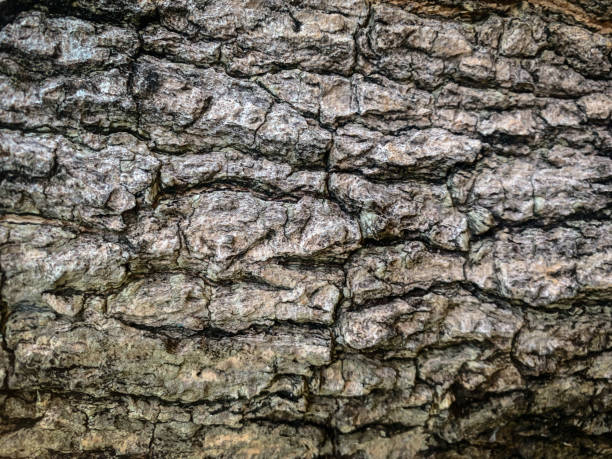 istock Background texture of old wood 1137063228