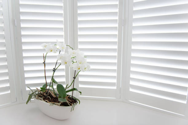 Orchid shutters orchid positioned infant of window shutters shutter stock pictures, royalty-free photos & images