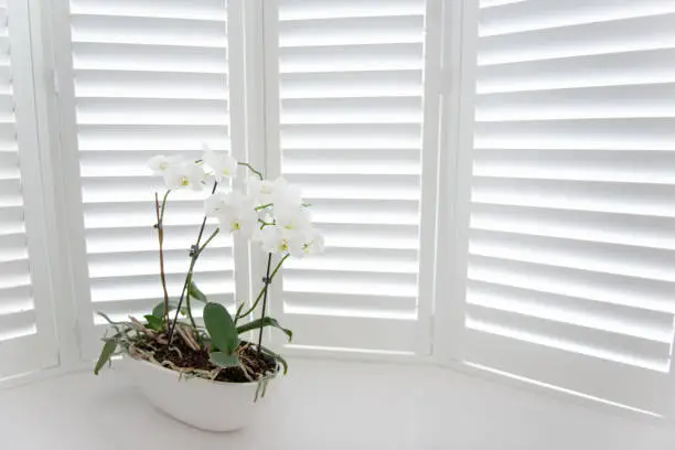 Photo of Orchid shutters
