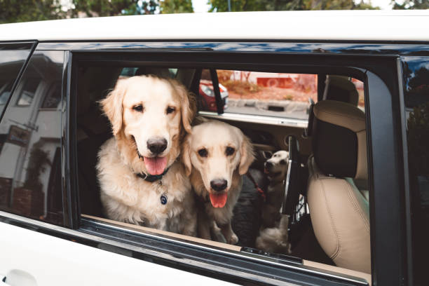 istock Two happy golden retrievers looking out the car window. 1137063439