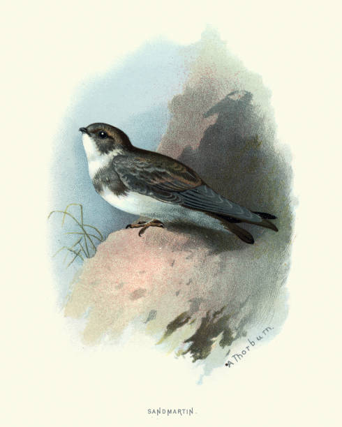 Vintage engraving of a sand martin (Riparia riparia) or European sand martin, bank swallow in the Americas, and collared sand martin in the Indian Subcontinent, is a migratory passerine bird in the swallow family.  Familiar Wild Birds, W Swaysland.