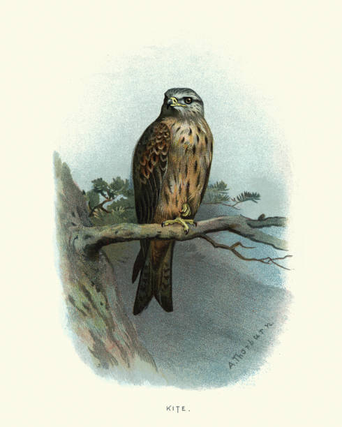 35 Red Kite Bird Illustrations & Clip Art - iStock 35 Red Kite Bird Illustrations & Clip Art - iStock