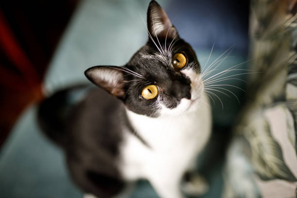 Black and white cat portrait