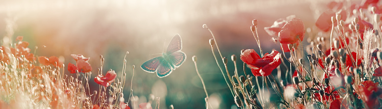 Butterfly in meadow with poppy flowers, scene lit by sunlight