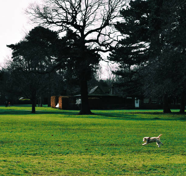 istock Dog running on a green field 1137064679