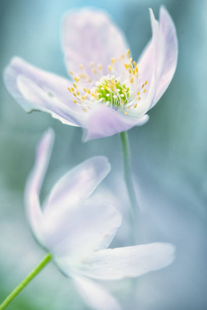 istock wood anemone wild flower abstract 1137065724