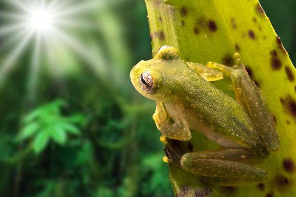 Tropical glass frog from the Amazon rain forest Tropical glass frog from the Amazon rain forest, Teratohyla pulverata. A beautiful nocturnal jungle animal. glass frog stock pictures, royalty-free photos & images